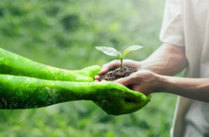 Investing in Sustainable Forestry: A Greener Future Uber Finance